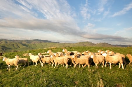 A ram buyers guide to sale catalogues and pencards
