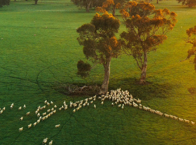 Sheep Genetics Annual Report 2023-24