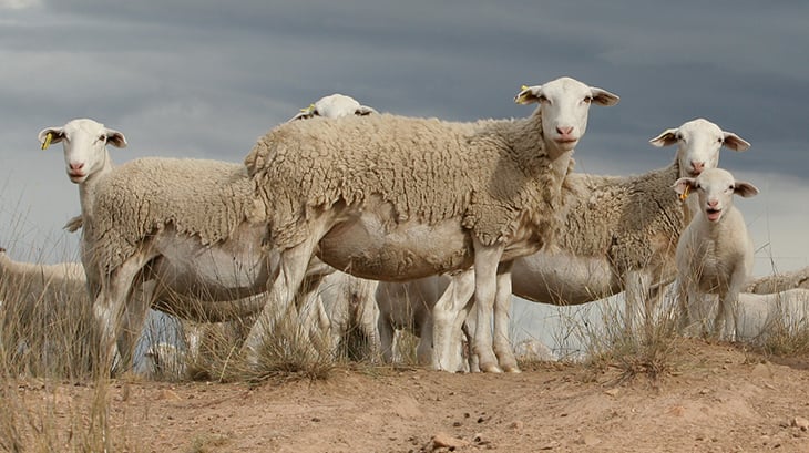 Shedding score guidelines
