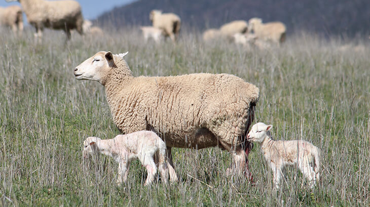 Maternal Index Development