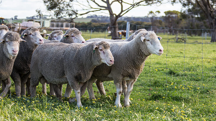 Updates to the Sheep Genetics subscription and fee schedule
