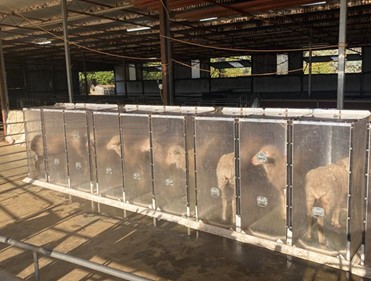 Selecting for more methane efficient sheep