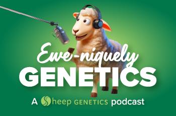 Ewe-niquely Genetics, a podcast by Sheep Genetics