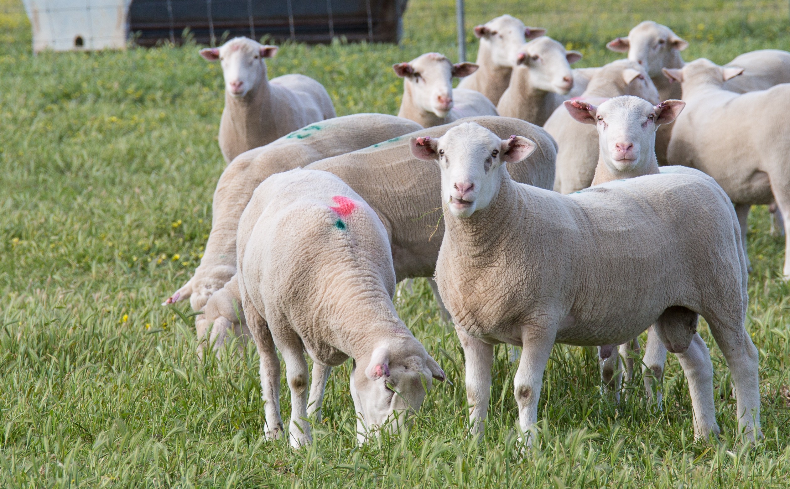 Ram Sale Season Checklist