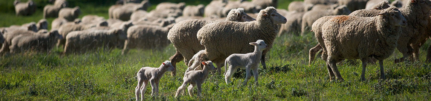 Sheep Genetics analyses