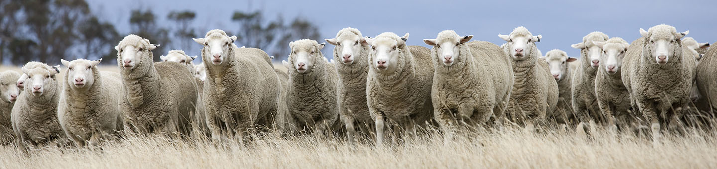 Livestock Genetics research and development
