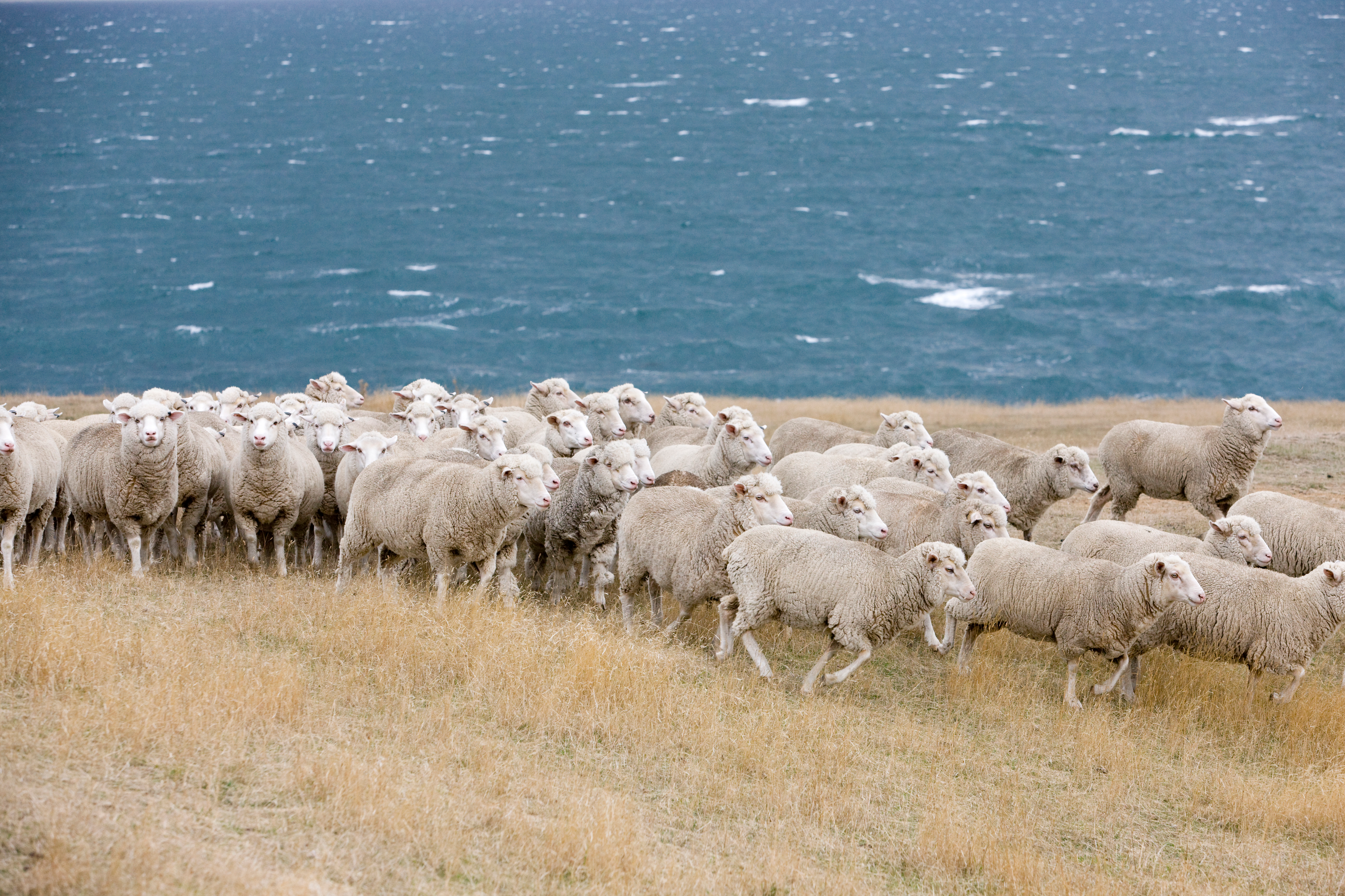 Sheep Genetics engagement