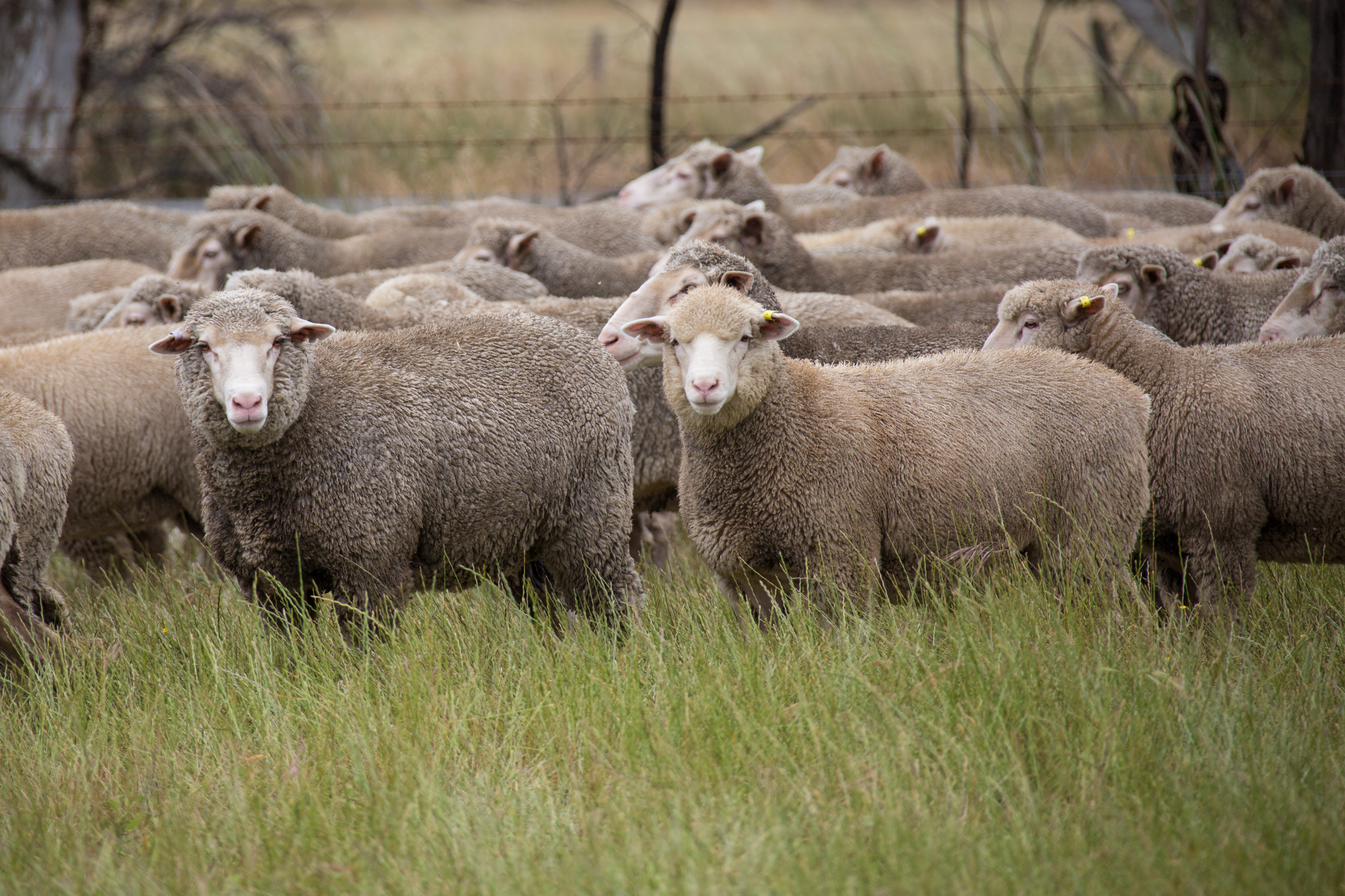 Sheep Genetics analyses