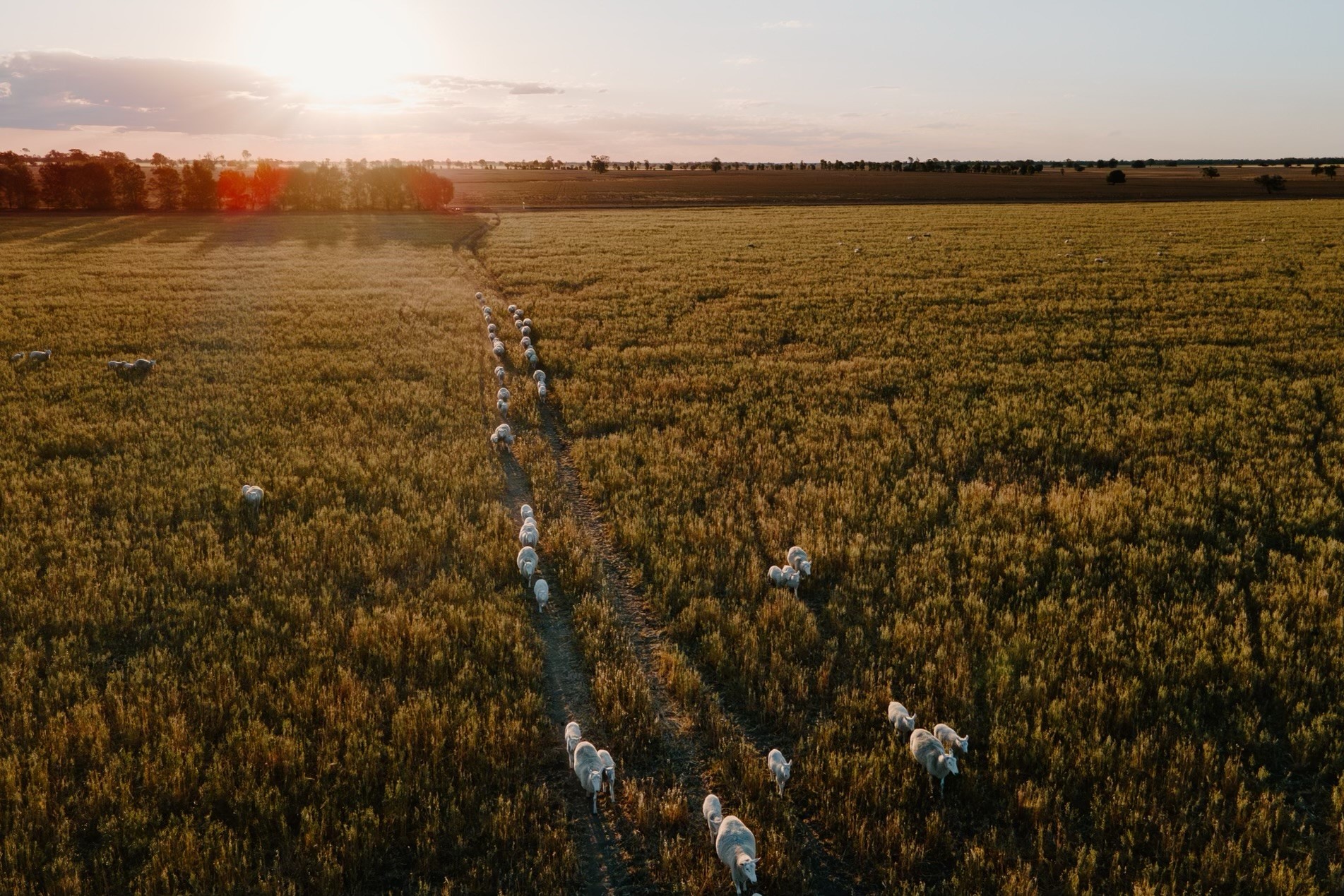 Sheep Genetics engagement