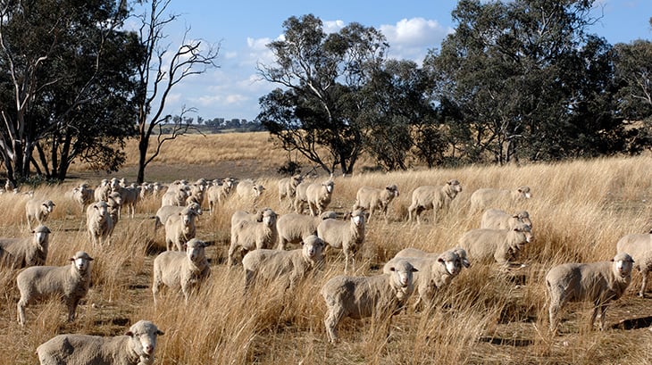 Implementing & Optimising Genomic Prediction Tools