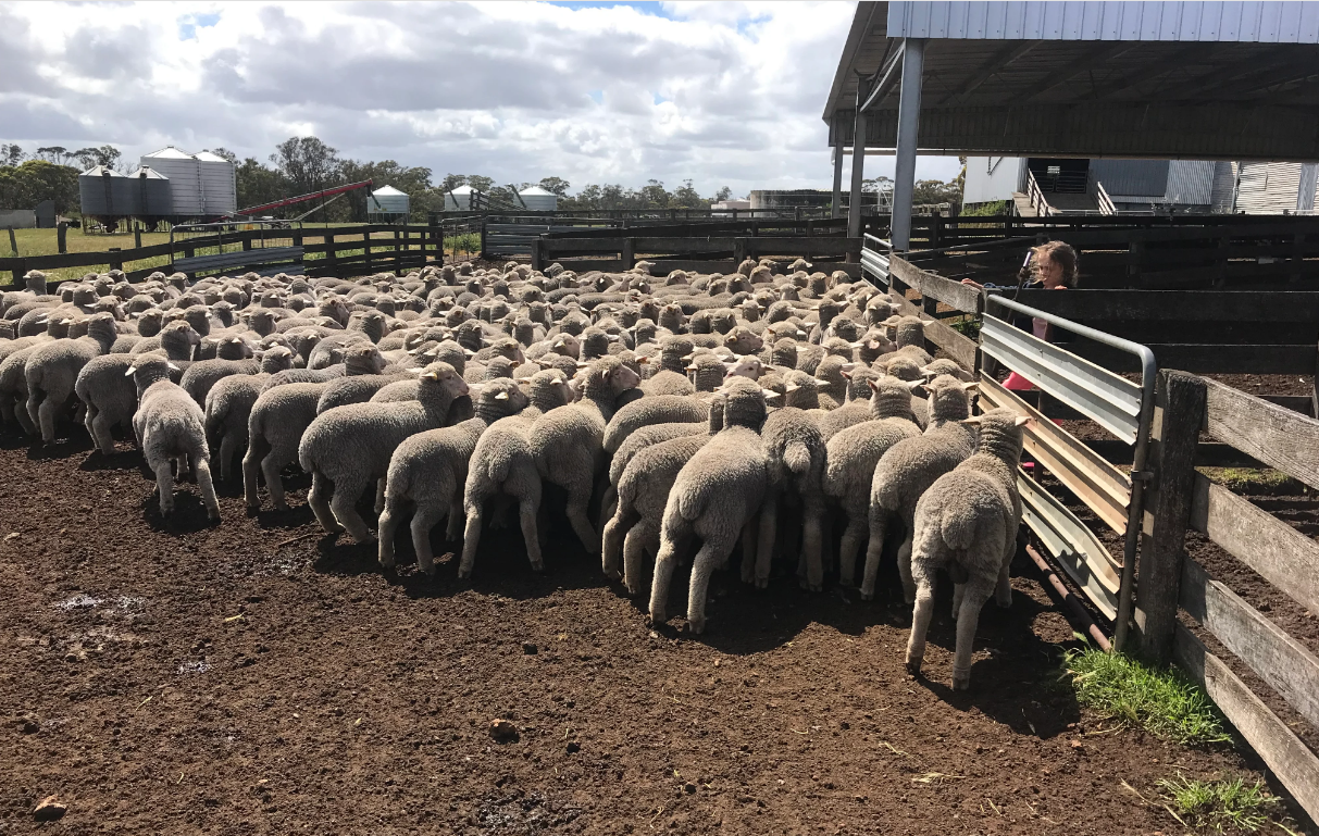 Marcus’ daughter Alba with the nucleus lambs in 2021