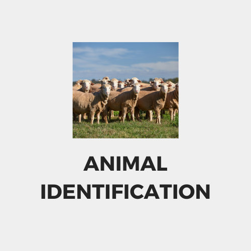 Animal identification.png