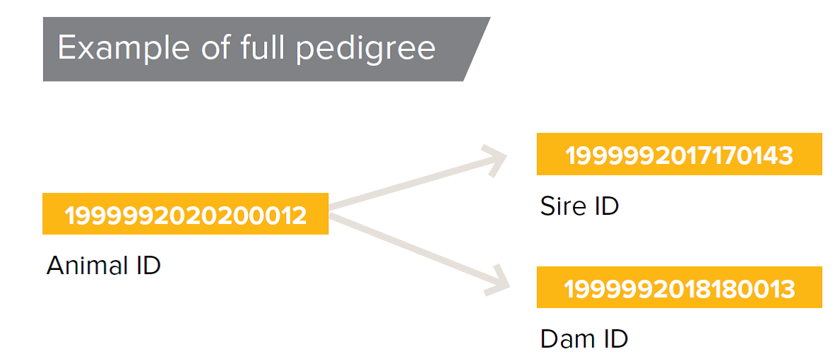 Example of full pedigree.png