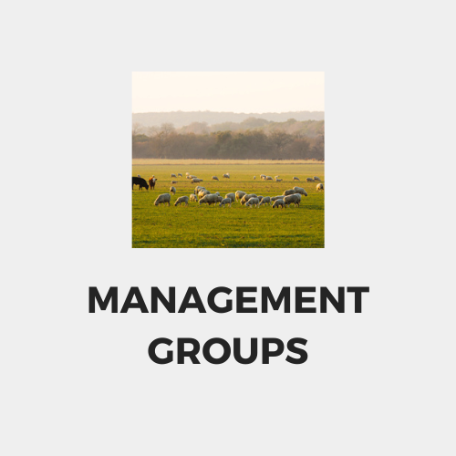 Management groups.png