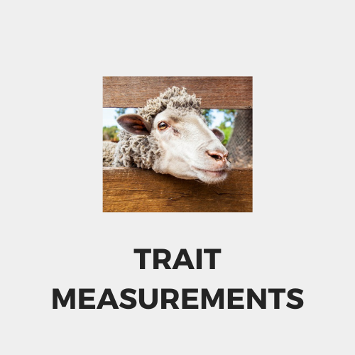 Trait measurements.png