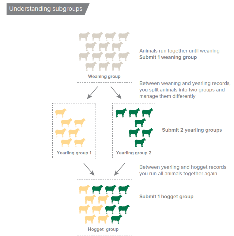 Understanding subgroups.png