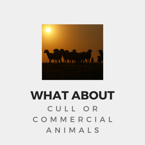 What about cull or commercial animals.png