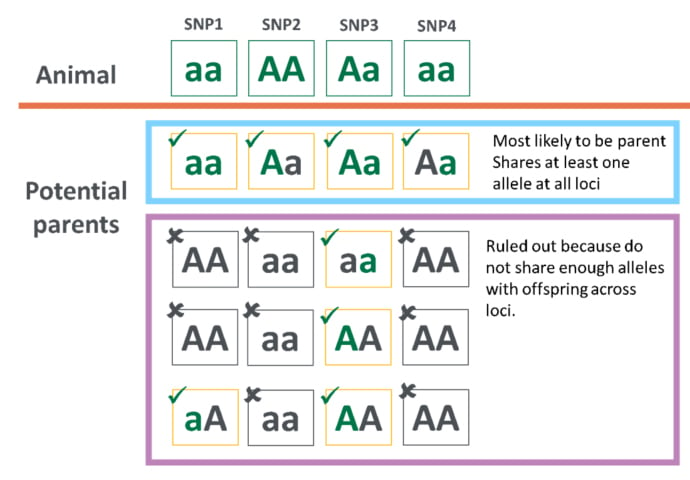 Parentage assignment example.jpg