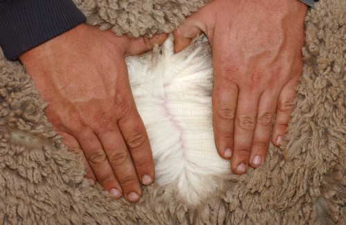 Why do LCOL ASBVs in a catalogue I am viewing differ from those on the Sheep Genetics website?